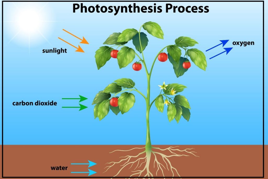 how does photosynthesis work