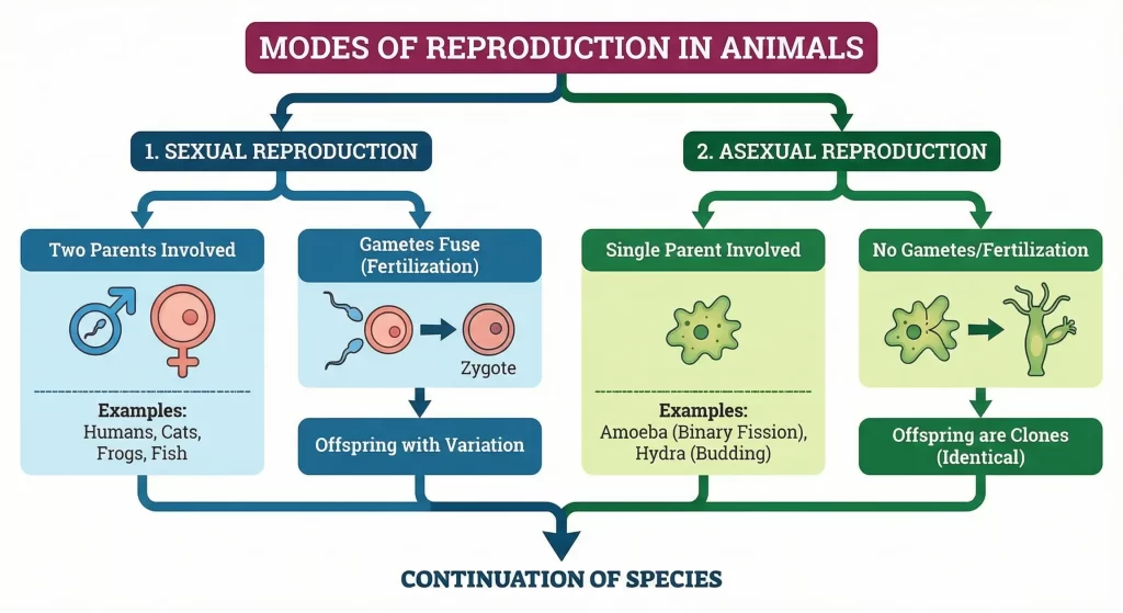 Reproduction in Animals Class 8