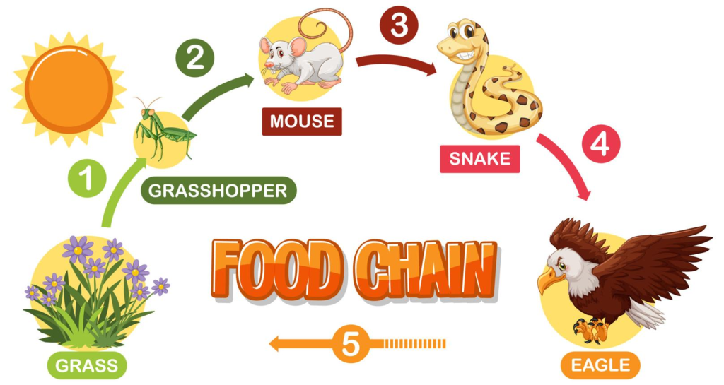 Difference Between Food Chain, Food Web and Ecological Pyramid