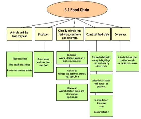 Difference Between Food Chain, Food Web and Ecological Pyramid