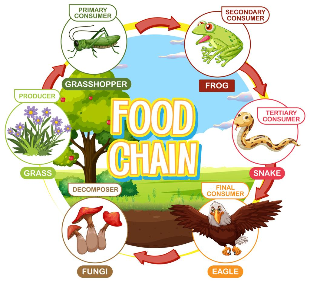 Difference Between Food Chain, Food Web and Ecological Pyramid