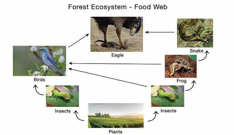 Difference Between Food Chain, Food Web and Ecological Pyramid