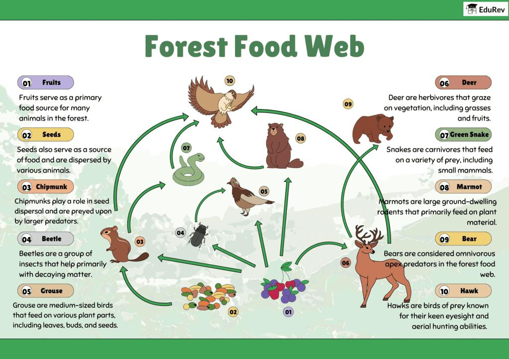 Difference Between Food Chain, Food Web and Ecological Pyramid