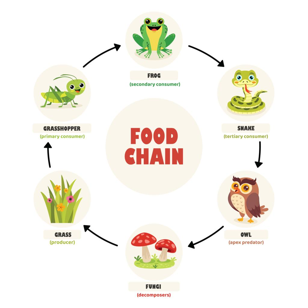 Difference Between Food Chain, Food Web and Ecological Pyramid