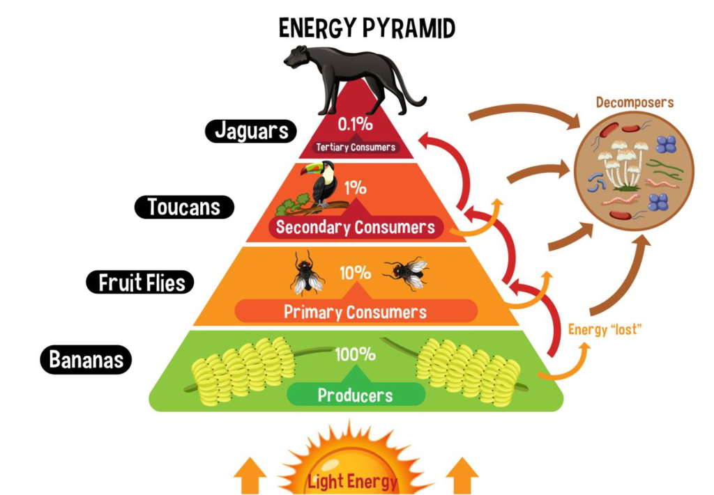 Difference Between Food Chain, Food Web and Ecological Pyramid