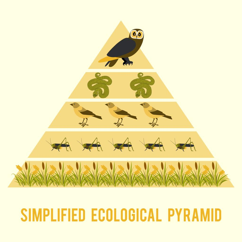 Difference Between Food Chain, Food Web and Ecological Pyramid